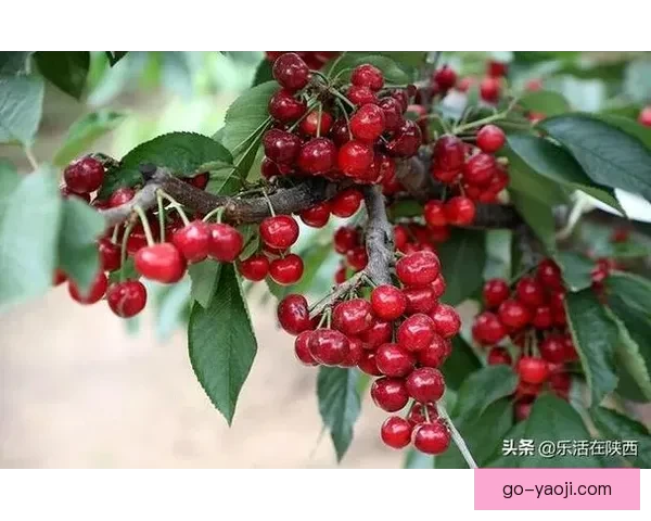 樱桃影视：品味光影，尽享缤纷视界